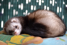 Furet animal domestique