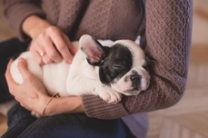 L'otite chez le chien CC0 Public Domain via Pexels