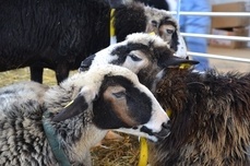 Image par Innviertlerin de Pixabay