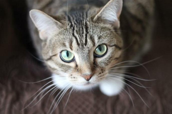 CC0 Public Domain via Pexels