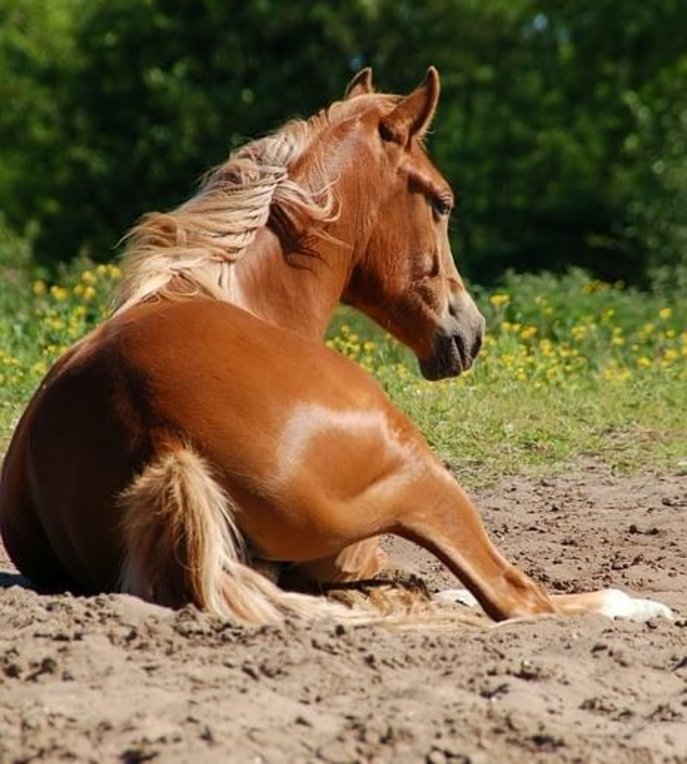 CC0 Creative Commons via Pixabay